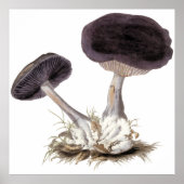 Vintage Webcap-Champignon-Abbildung Poster (Vorne)