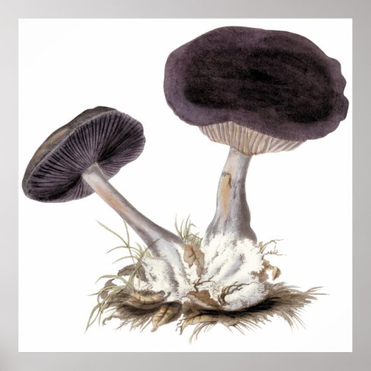 Vintage Webcap-Champignon-Abbildung Poster (Vorne)