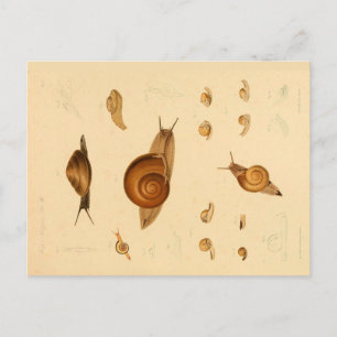 Vintage-Weichtier- und Schnecken-Postkarte Postkarte