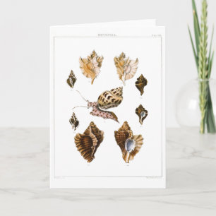 Vintage Weichtiere und Schnecken, Meeresorganismen Karte