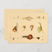 Vintage Weichtiere und Schnecken Postkarte (Vorne/Hinten)
