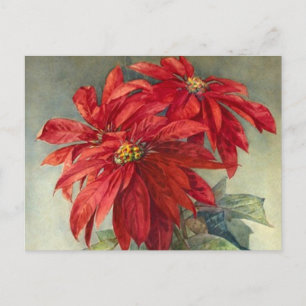 Vintage Weihnachten in Poinsettia