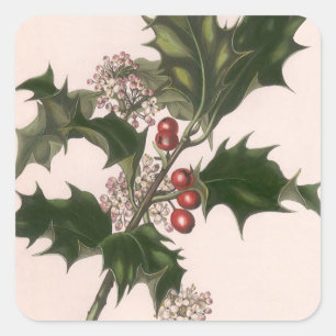Vintage Weihnachten, Stechpalmenpflanze mit roten Quadratischer Aufkleber