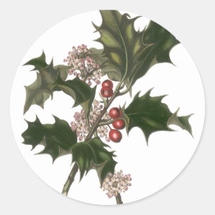 Vintage Weihnachten, Stechpalmenpflanze mit roten Runder Aufkleber