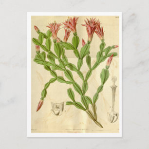 Vintage-Weihnachts-Cactus-Reisepostkarte Postkarte