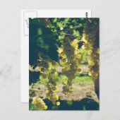 Vintage Weintrauben Postkarte (Vorne/Hinten)