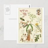 Vintage weise Illustrationspostkarten-Rezeptkarte Postkarte (Vorne/Hinten)