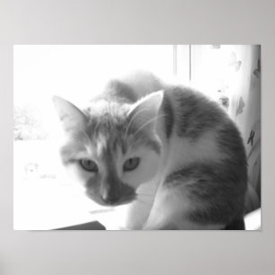 Vintage weiße Katze Poster