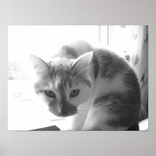 Vintage weiße Katze Poster (Vorne)
