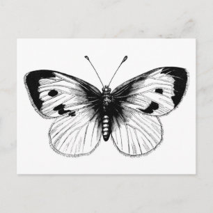 Vintage Weiße Kohlschmetterling Illustration Postkarte