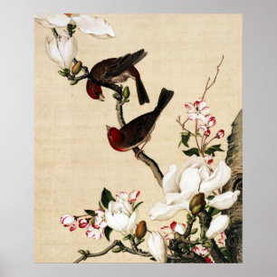 Vintage Weiße Magnolie und Vögel Kunstprint Poster