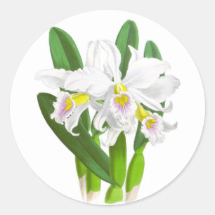 Vintage Weiße Orchideenblüte_GC - Aufkleber