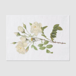 Vintage Weiße Rosen #2 Blume Blumenstrauß Seidenpapier