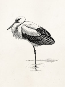 Storch Geschenke Zazzle De