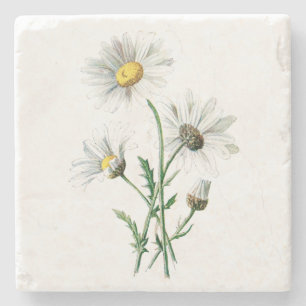 Vintage weißes Gänseblümchen-Blumen-Illustratio Steinuntersetzer