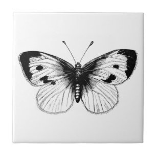 Vintage Weißkohl-Schmetterlings-Illustration Fliese