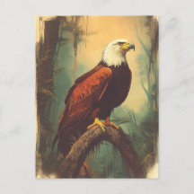 Vintage Weisskopfseeadler Postkarte