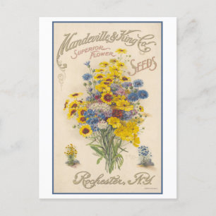 Vintage Werbeanzeige Mandeville Blumensamen Postkarte