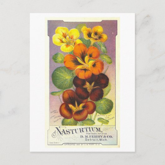 Vintage Werbung für Ferry & Co. Nasturtien Postkarte (Vorderseite)