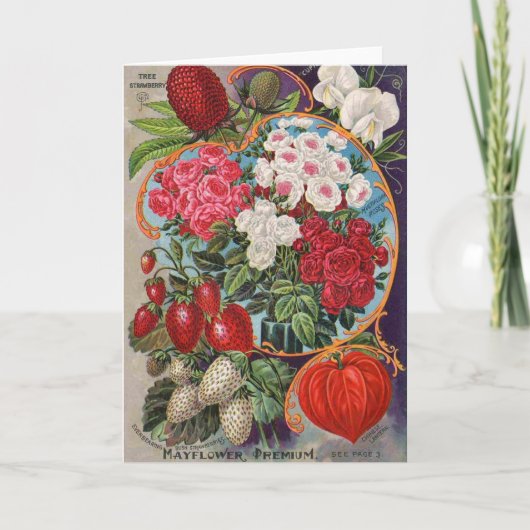 Vintage-Werbung für Saatgutpackungen, Karte (Vorderseite)