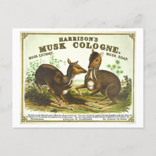 Vintage Werbung Harrisons Musk Köln Postkarte