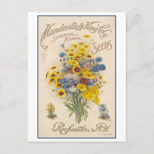 Vintage Werbung Mandeville Blume Saatgut Postkarte (Vorderseite)