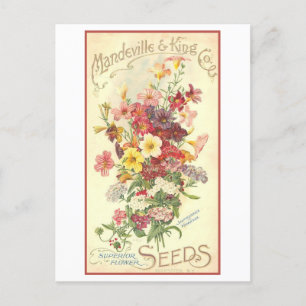 Vintage Werbung Mandeville Blume Saatgut Postkarte