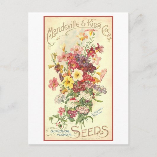 Vintage Werbung Mandeville Blume Saatgut Postkarte (Vorderseite)