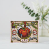 Vintage Werbung Reifende rote Tomaten Postkarte (Stehend Vorderseite)