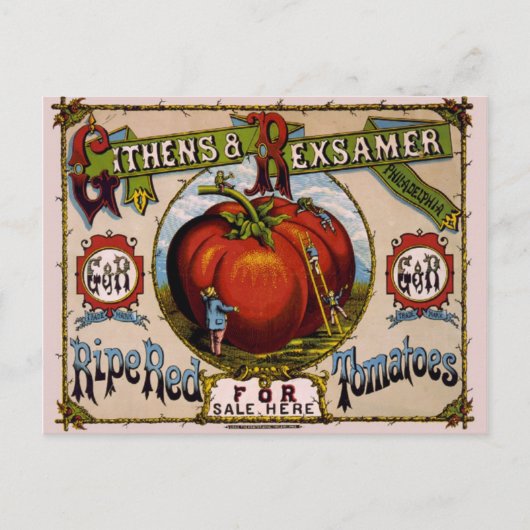 Vintage Werbung Reifende rote Tomaten Postkarte (Vorderseite)