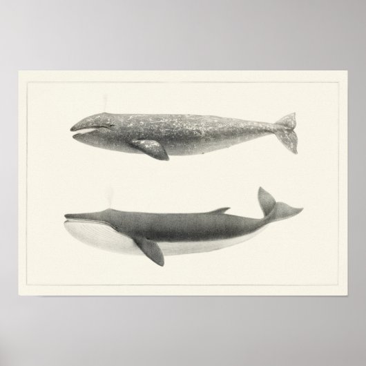 Vintage Whale-Illustration Poster (Vorne)