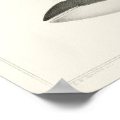 Vintage Whale-Illustration Poster (Ecke)