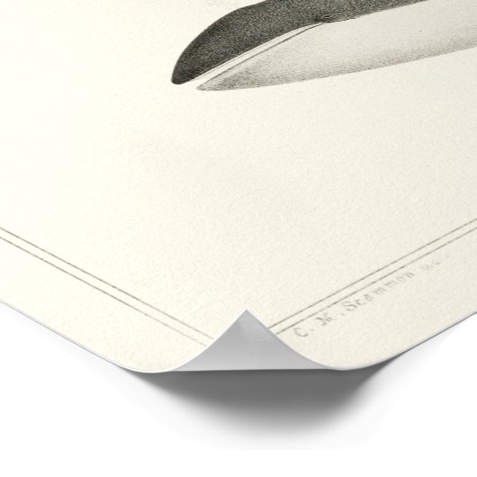 Vintage Whale-Illustration Poster (Ecke)