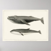 Vintage Whale-Illustration Poster (Vorne)
