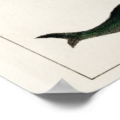 Vintage Whale-Illustration Poster (Ecke)