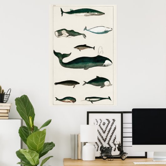 Vintage Whale-Illustration Poster (Heimbüro)