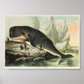 Vintage Whale-Illustration Poster (Vorne)