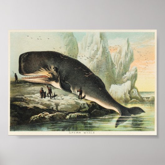 Vintage Whale-Illustration Poster (Vorne)