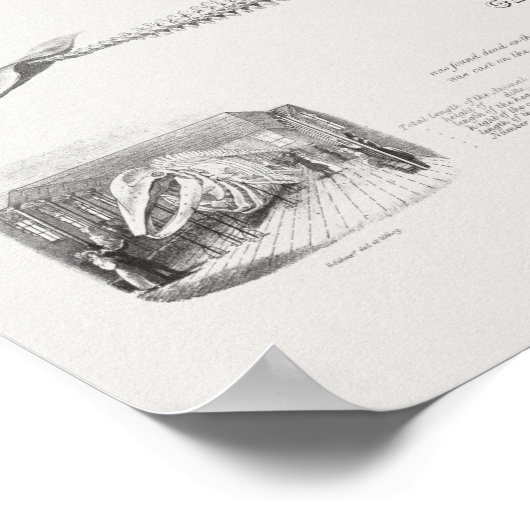 Vintage Whale-Illustration Poster (Ecke)