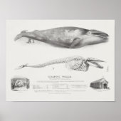 Vintage Whale-Illustration Poster (Vorne)