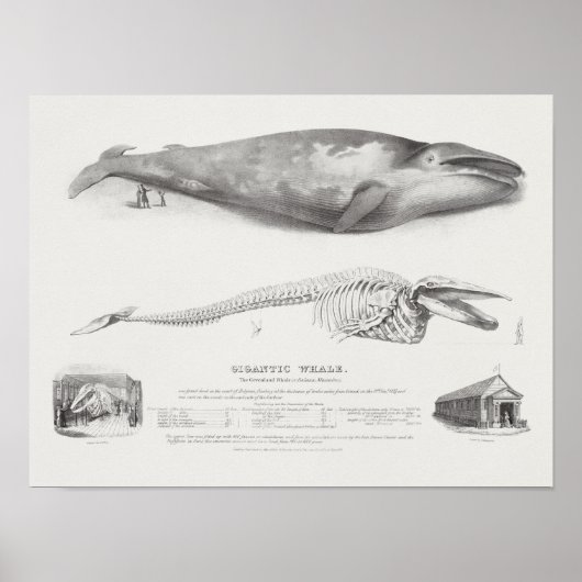 Vintage Whale-Illustration Poster (Vorne)