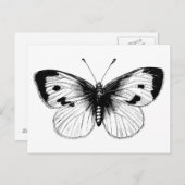 Vintage White Cabbage Butterfly Illustration Postkarte (Vorne/Hinten)