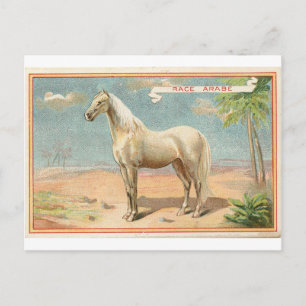 Vintage White Horse Grafik Postkarte