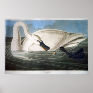 Vintage Wild White Trompeterschwan Poster
