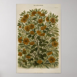 Vintage Wildblume auf gealtertem Papier – Rustikal Poster