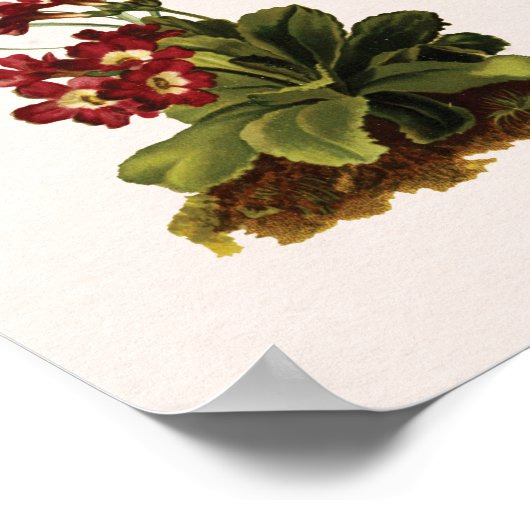 Vintage Wildblume Poster (Ecke)