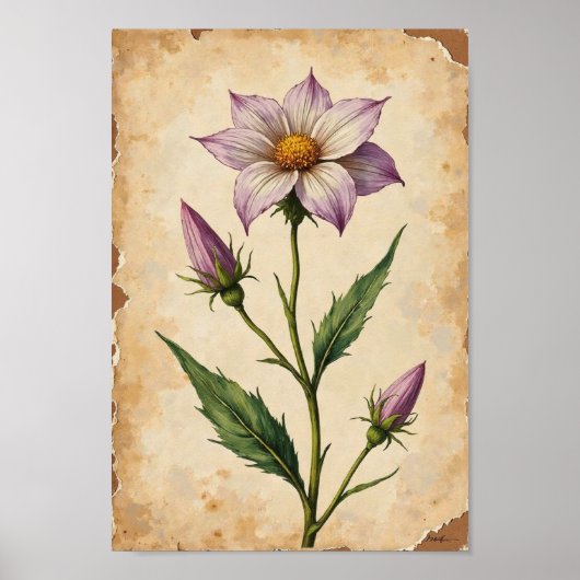 Vintage-Wildblumen-Botanikplatten-Kunst Poster (Vorne)