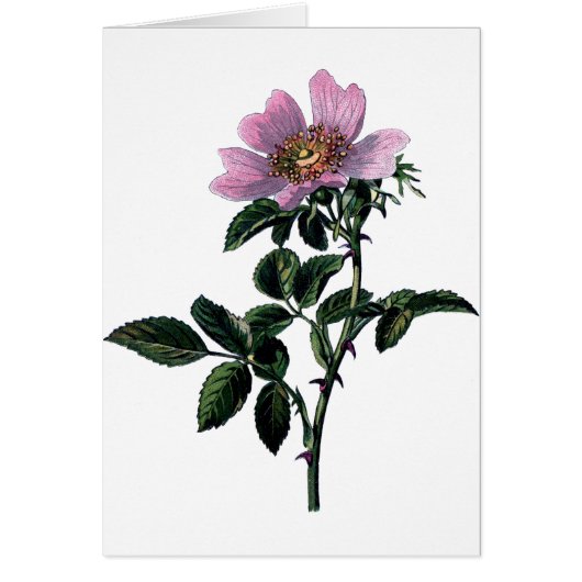 Vintage wilde Rose (Vorne)