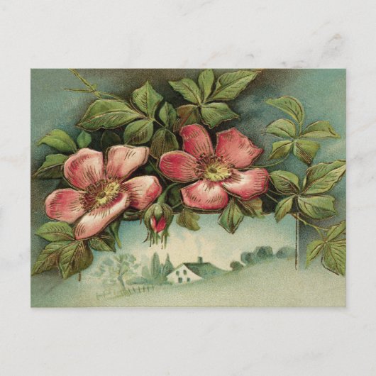 Vintage wilde Rosen Postkarte (Vorderseite)