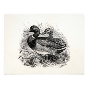 Vintage wilde Stockente duckt personalisierte Fotodruck